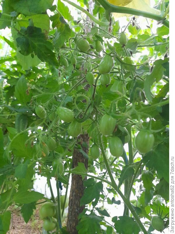 К этому же время полноценно сформировалась Янтарная гроздь