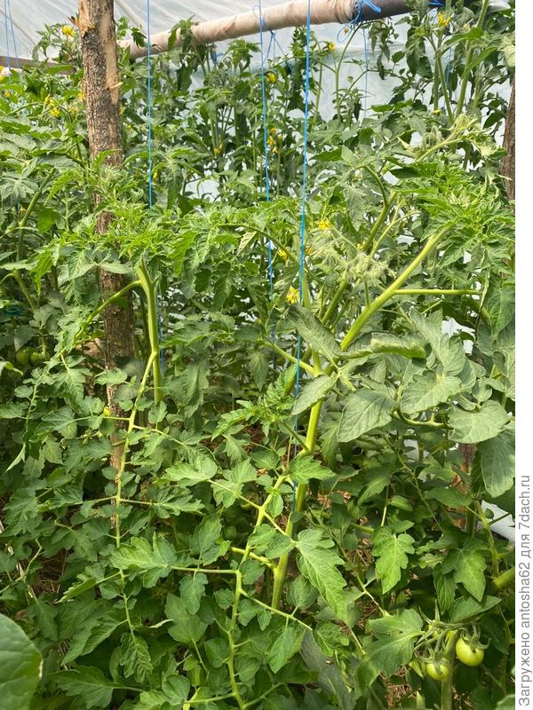 29 июня Янтарная гроздь