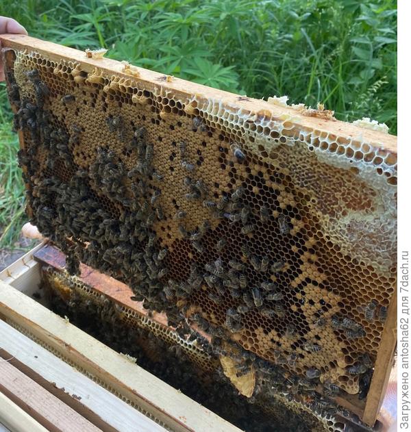 Рамка с расплодом