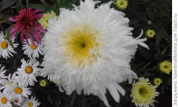 Смотрите, какие у меня ромашки цвели прошлым летом!!!