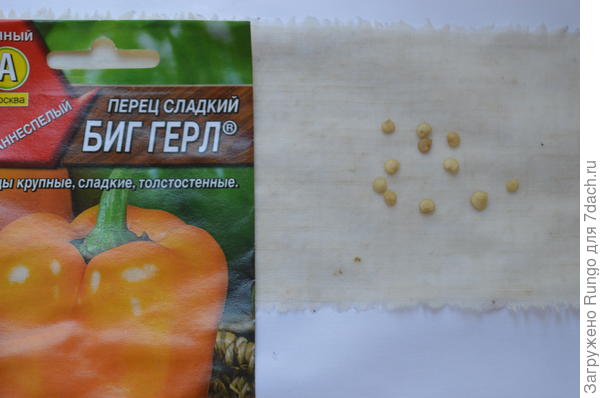 семена проклюнулись
