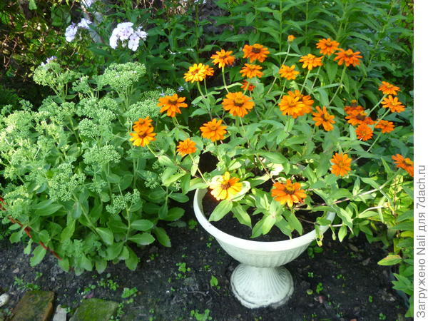 Цинии в вазоне.