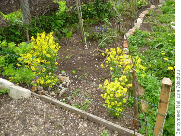 Сурепка в саду