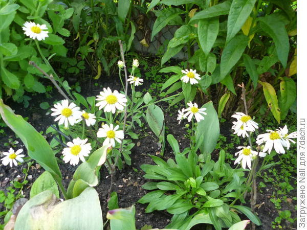 астра альпийская