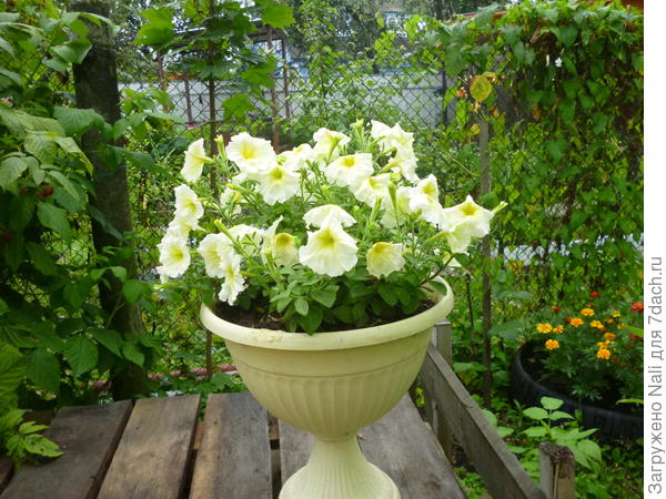 Низкие петунии