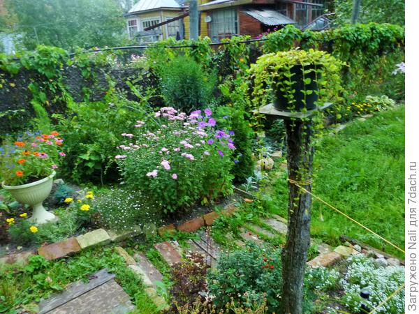 вербейник монетчатый