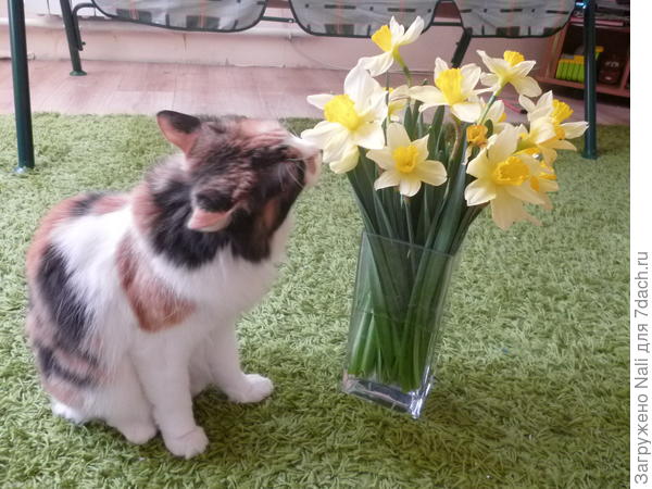 Весной пахнут!