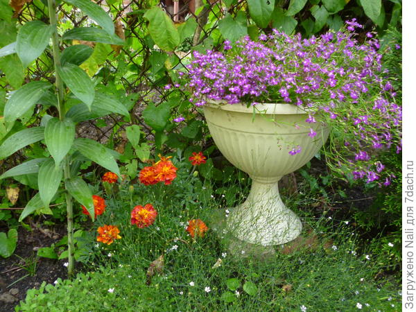 лобелия в вазоне