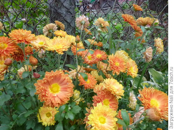 Золотая осень