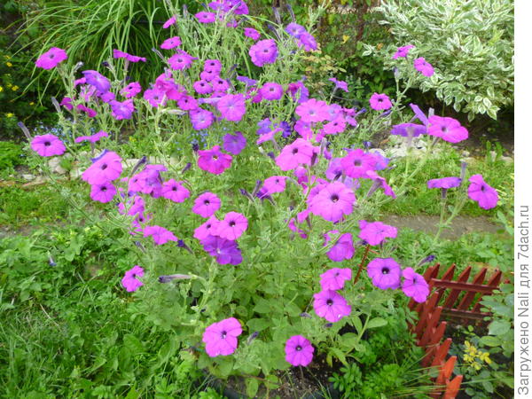 Петуния Альдерман. Здесь 5-6 растений.