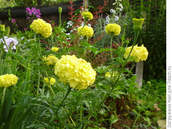 Высокорослые бархатцы.