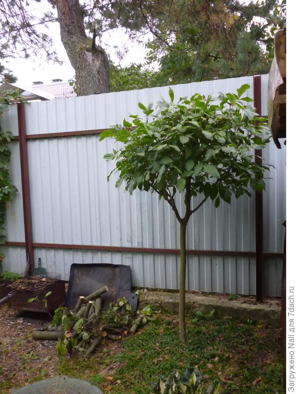 Мой стриженый ясень.