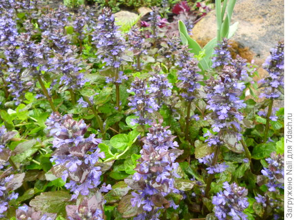 Живучка ползучая