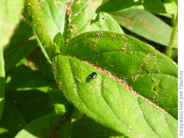 И эта маленькая козявочка делает столько дырок в листьях энотеры. Попробовала ее схватить - отпрыгивает, как блоха.