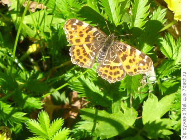 Прекрасная незнакомка.