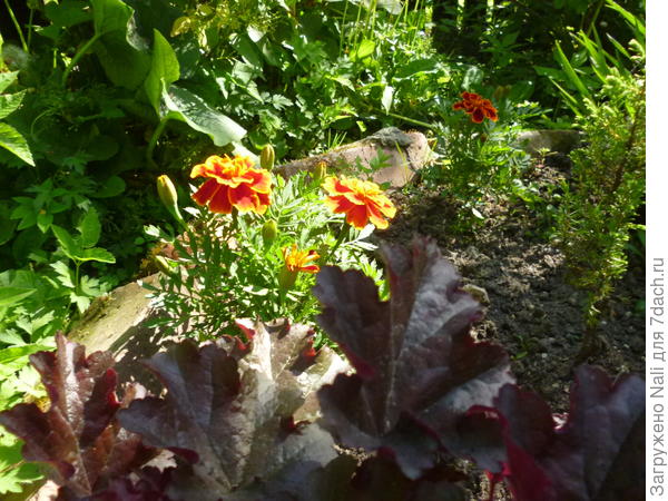 Первые бархатцы горят огнем на утреннем солнце.