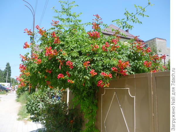 Вот так цветет кампсис в Анапе.