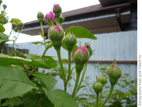 А это моя южная &quot;спартанка&quot;, которая зимует без укрытия.