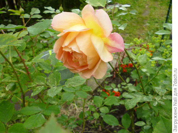 Английская роза, вокруг которой устраиваю &quot;пляски с бубном&quot;. Головку еле держит.