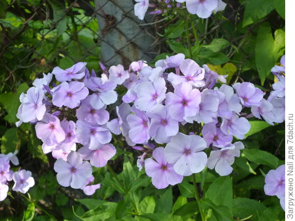 Кажется, называется "Сиреневый костюм"