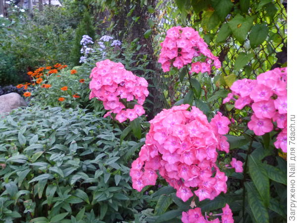 Самый мой первый, старый флокс.