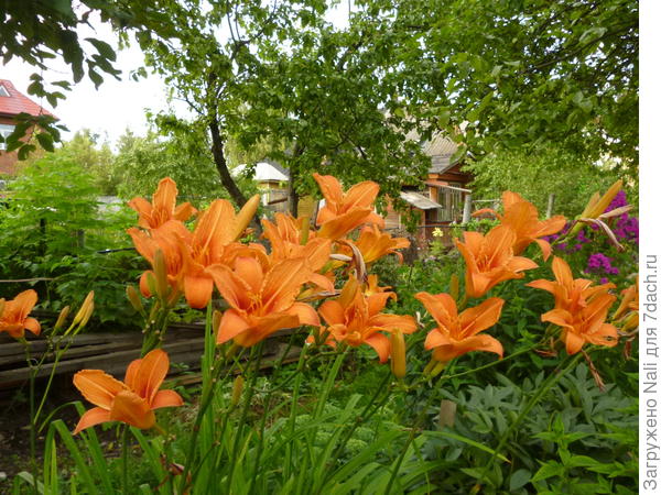 Старый лилейник (сорт не знаю). Растет под яблоней.