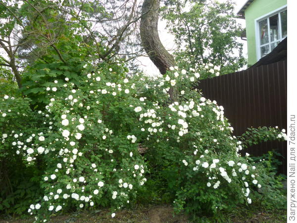 Белый шиповник