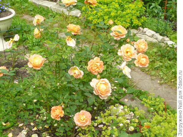 Lady of Shalott