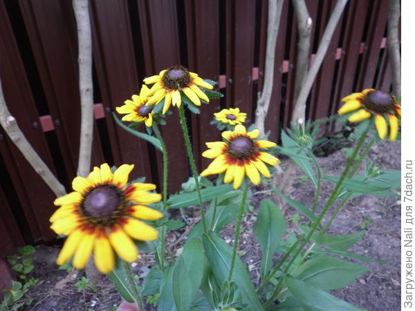 Эта растет там, где мало солнца. Цветы более мелкие, но ярче, чем предыдущие.