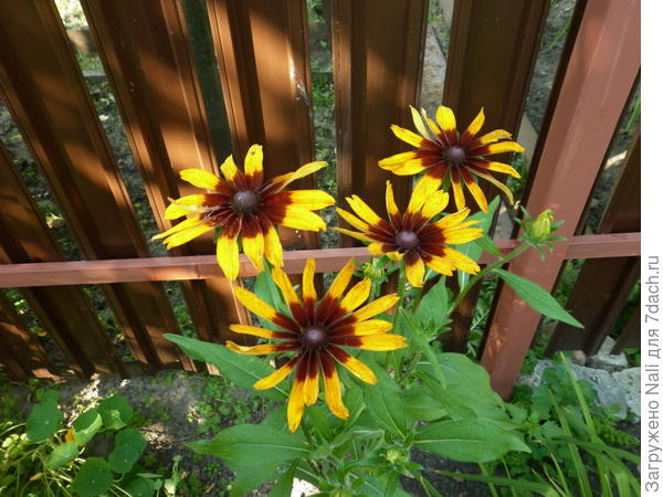 Этот кустик в полутени. Цветы довольно большие и пестрые.