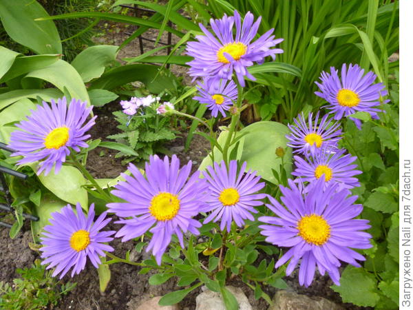 Астра альпийская синяя (скорее, сиреневая)