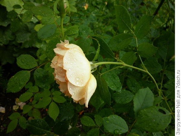 Поникший цветок розы