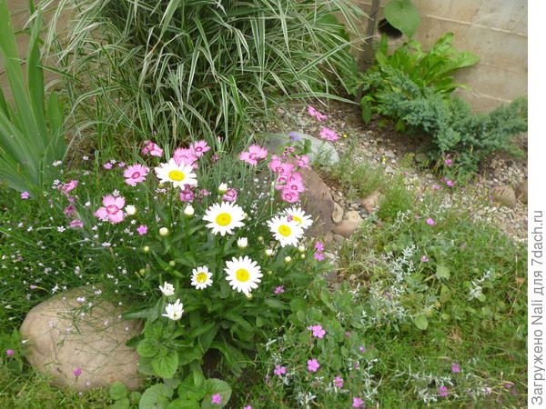 Садовая ромашка, выросшая из семян.