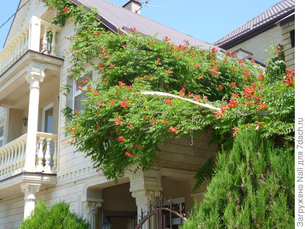 Кампсис в Анапе