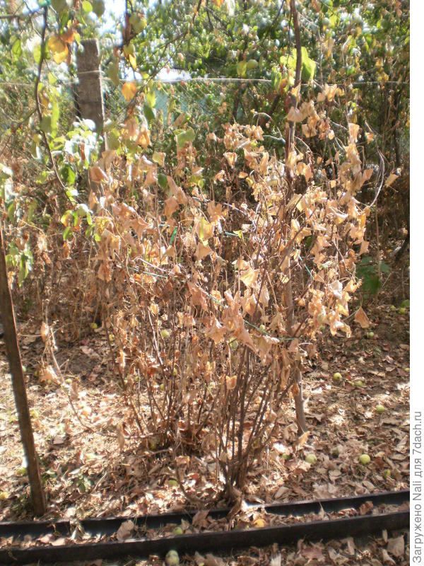 Август 2010 г. Кусты смородины