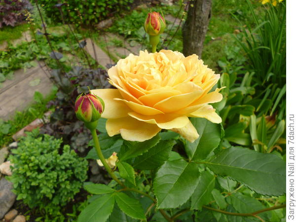 Томас Грэхам