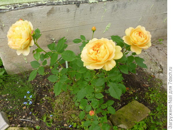 Голден Селебрейшн