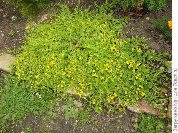 Вербейник монетчатый