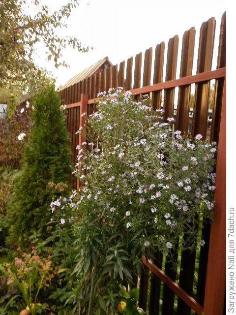 астра многолетняя