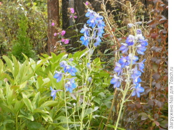 Дельфиниум цветет второй раз