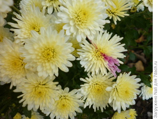 Вот такой цветочек