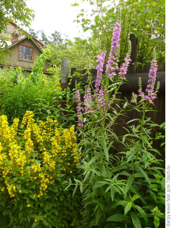 Мой дербенник