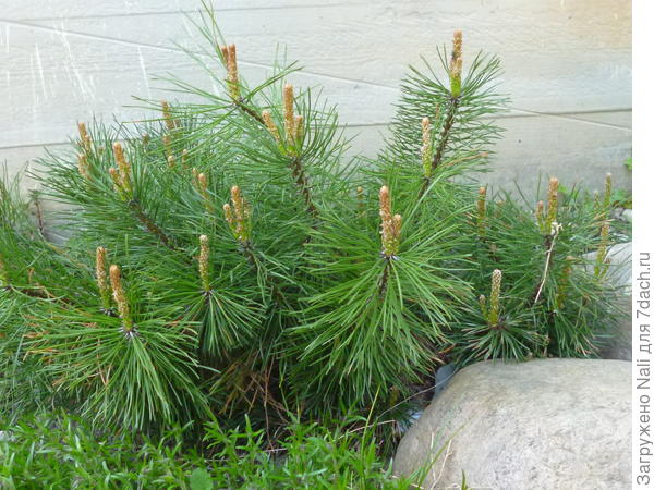 Весной она была такая