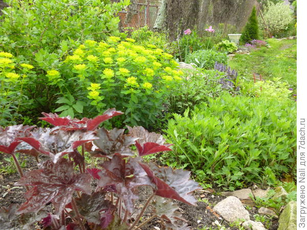 Гейхера рядом с молочаем многоцветным