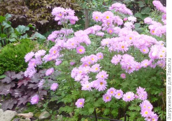 Гейхера и розовые хризантемы