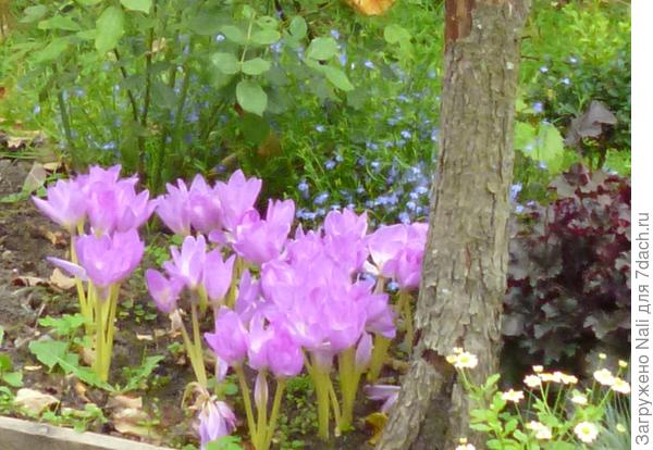 Гейхера с безвременником