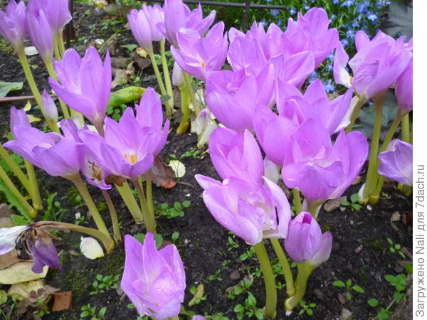Безвременник, колхикум или крокус осенний