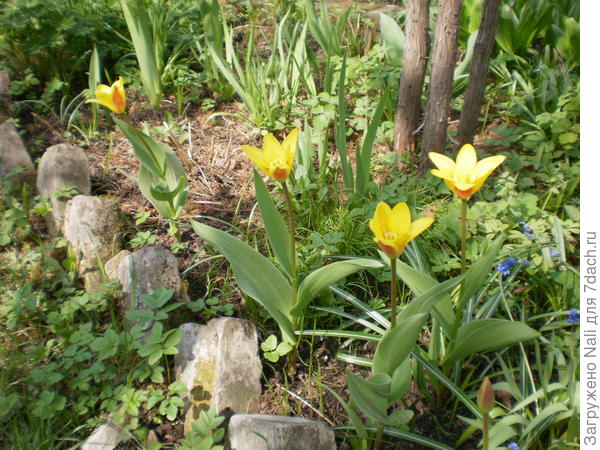 Неизвестные тюльпаны