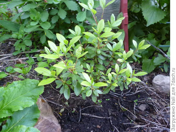 Рододендрон Оранж Бьюти