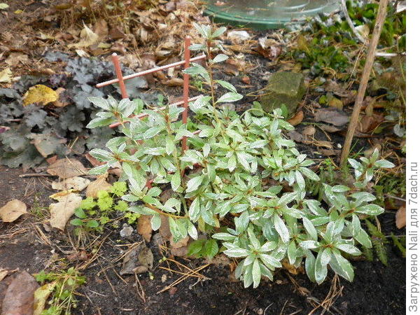 Рододендрон Хот Шот Вариегата. На нем уже крошечные почки